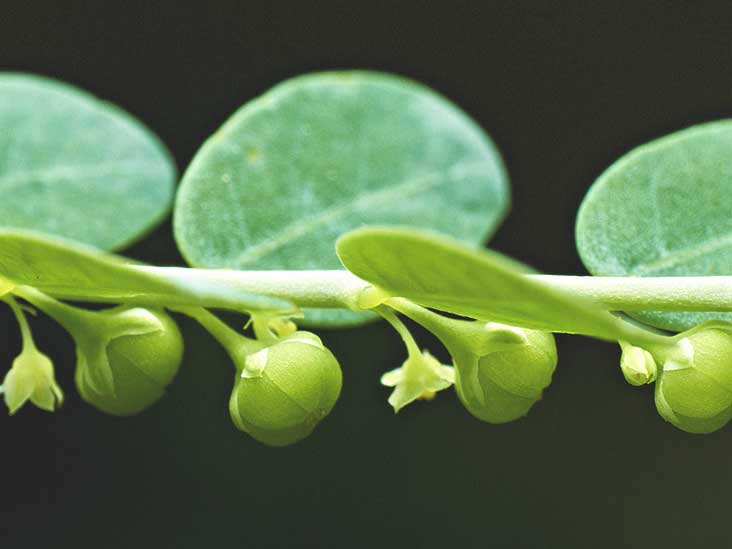 珍珠草( Chanca Piedra) ，膽結石的碎石機